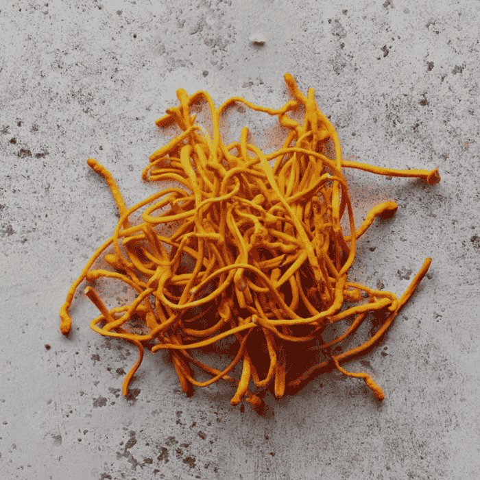 Cordyceps
