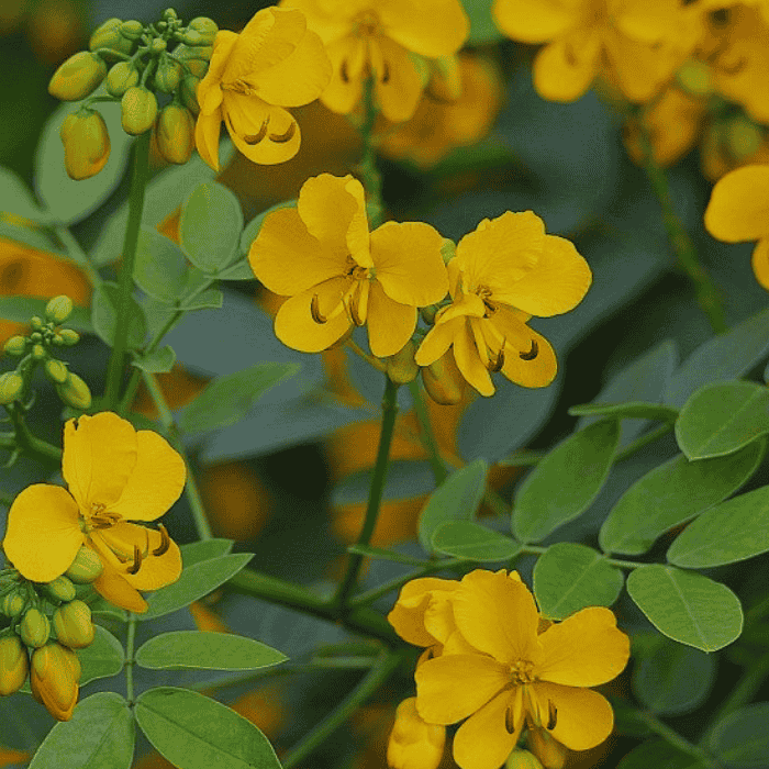 Tribulus terrestris